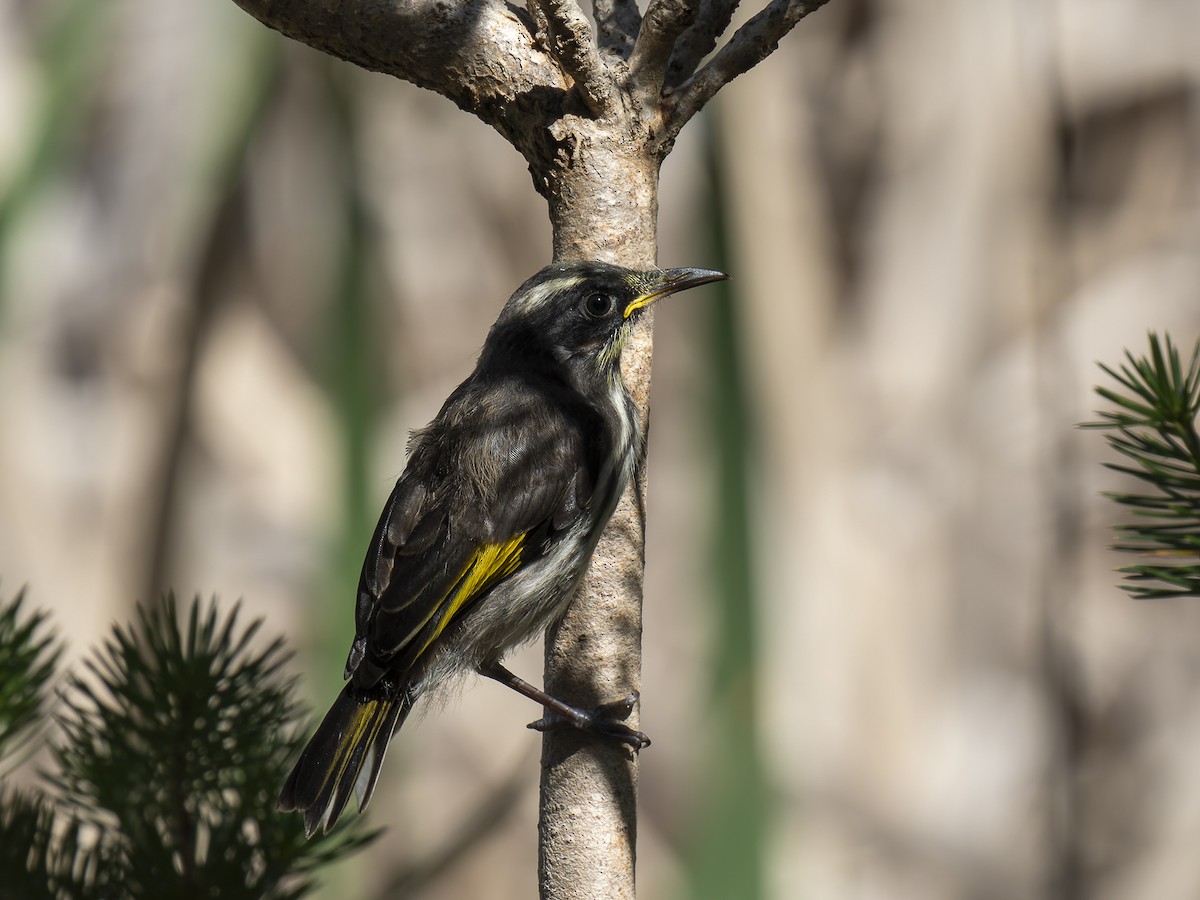 New Holland Honeyeater - ML624147116