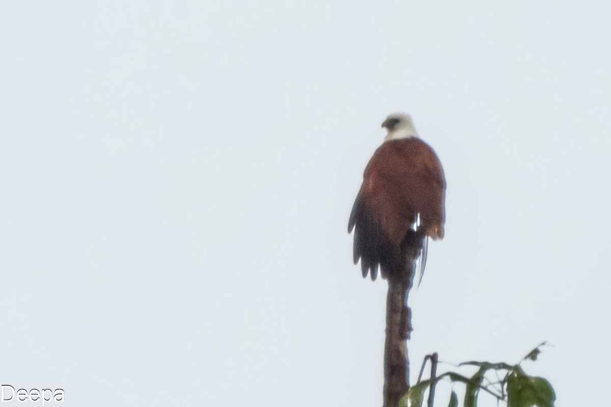 Brahminy Kite - ML624147127