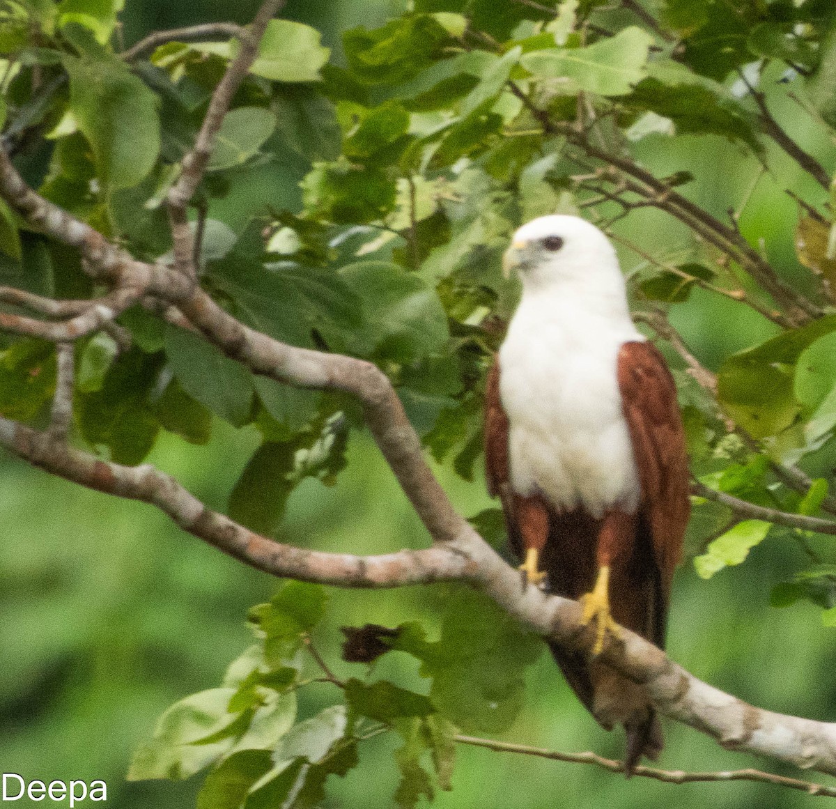 Brahminy Kite - ML624147133