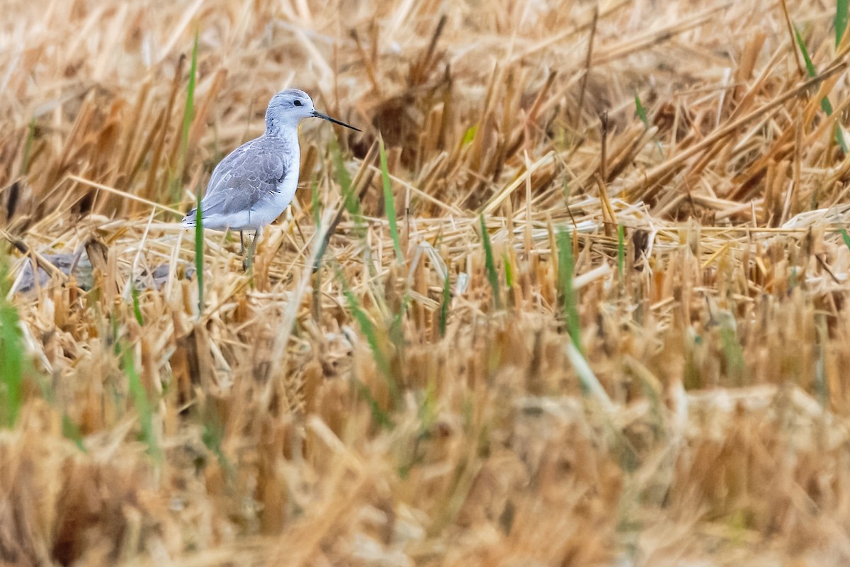 Marsh Sandpiper - ML624147164