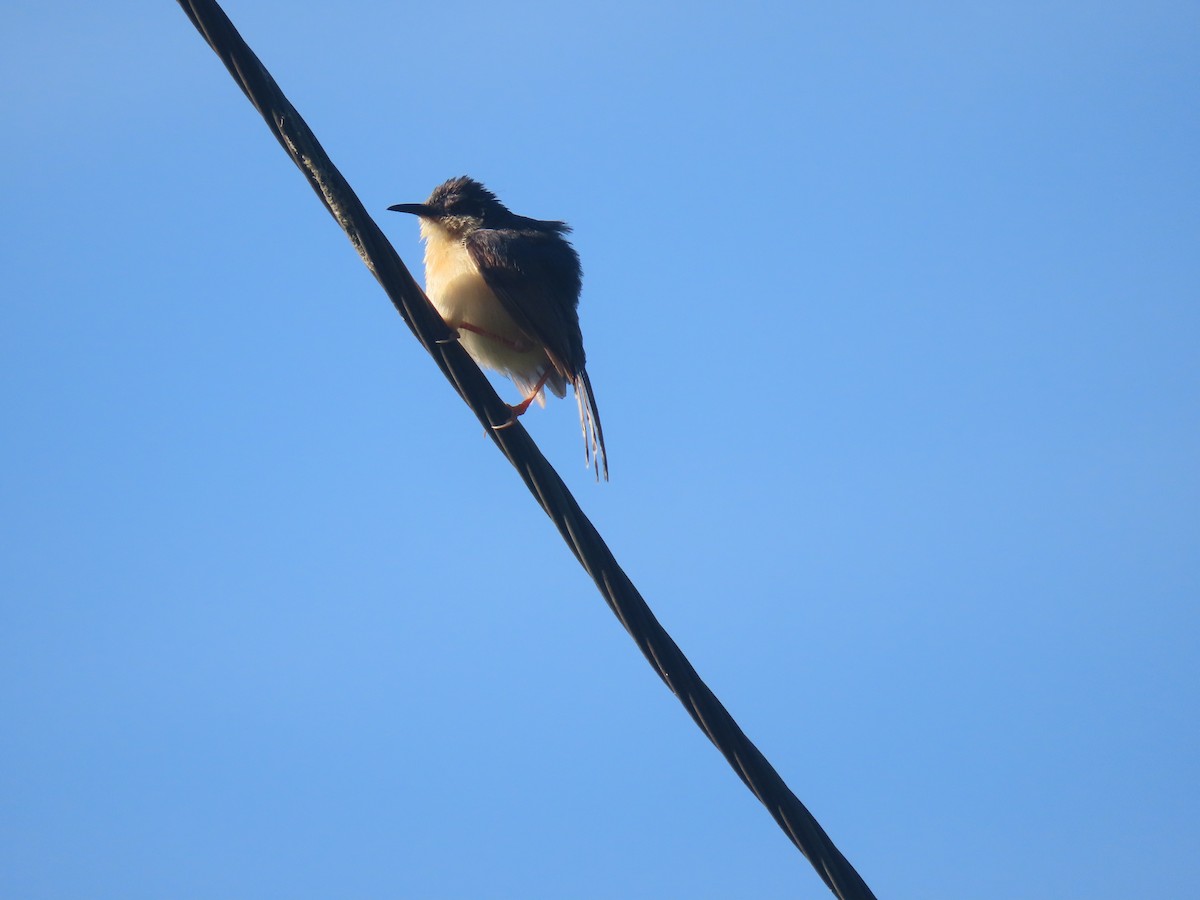 Prinia Cenicienta - ML624147205