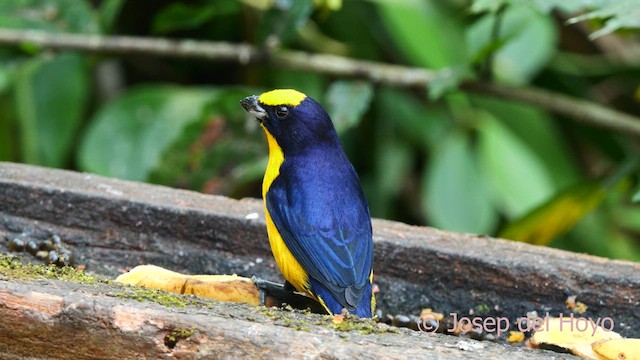 ハシブトスミレフウキンチョウ（melanura／crassirostris） - ML624147216