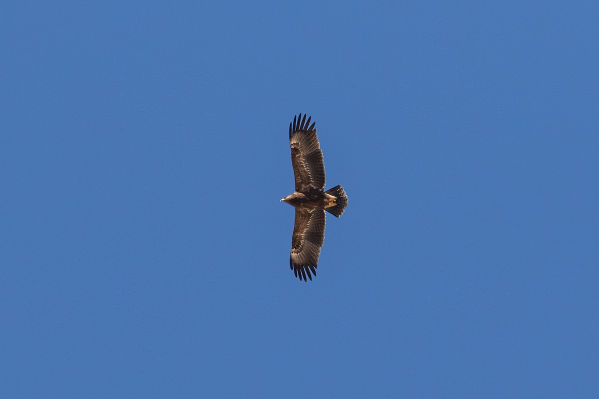 Lesser Spotted Eagle - ML624147225