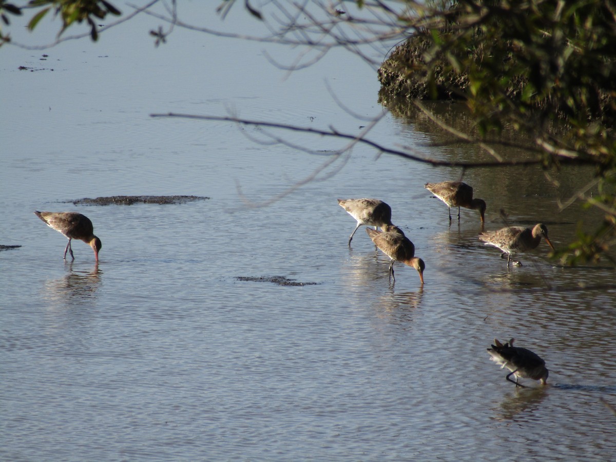 Black-tailed Godwit - ML624147261