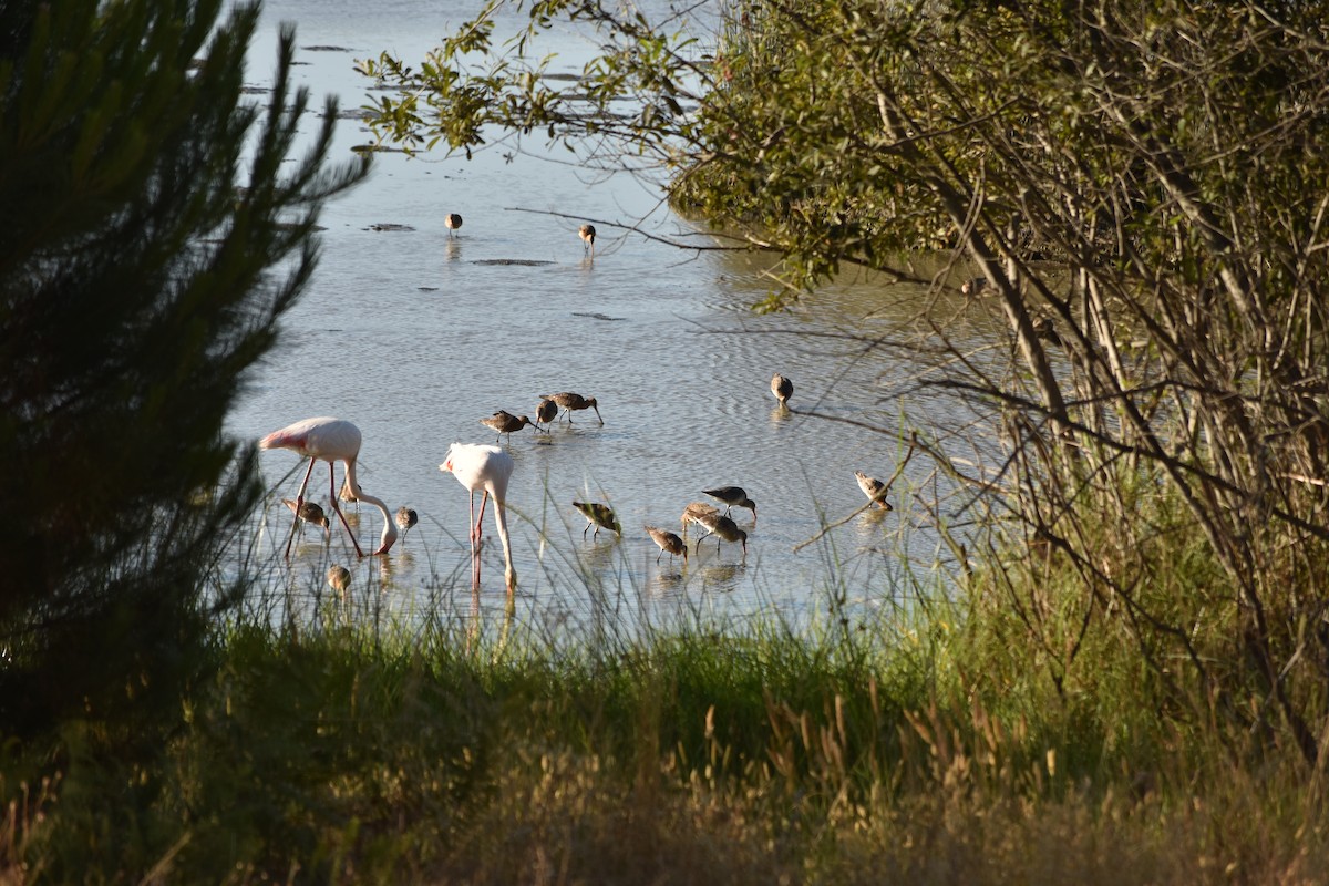 Black-tailed Godwit - ML624147262