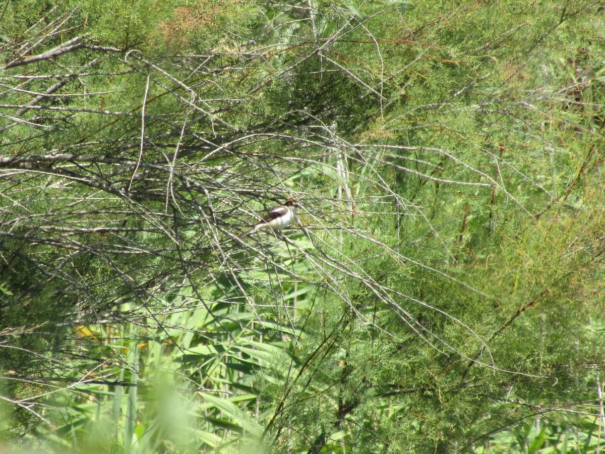 Woodchat Shrike - ML624147268