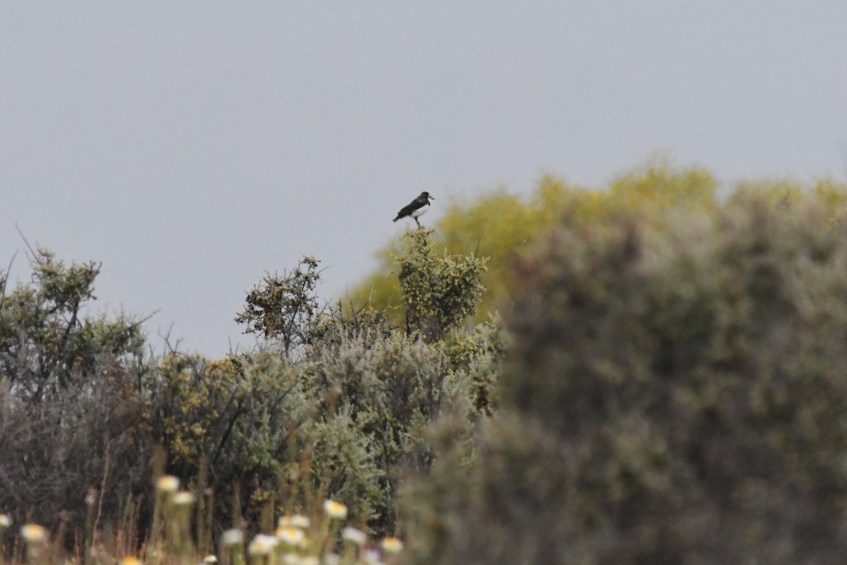 White-fronted Chat - ML624147275