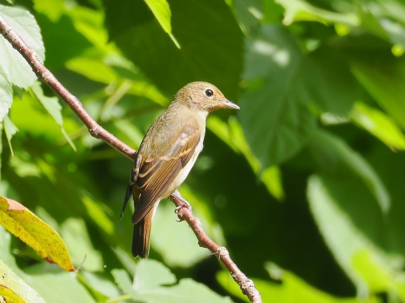 Narcissus Flycatcher - Osamu Murakami