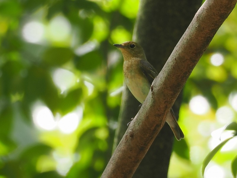 Narcissus Flycatcher - Osamu Murakami