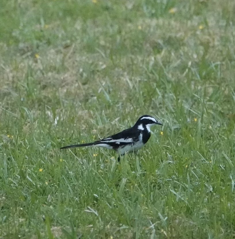 African Pied Wagtail - ML624147330