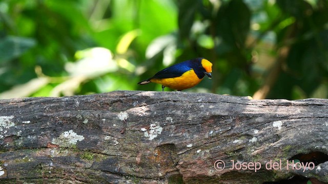 Orange-bellied Euphonia - ML624147337