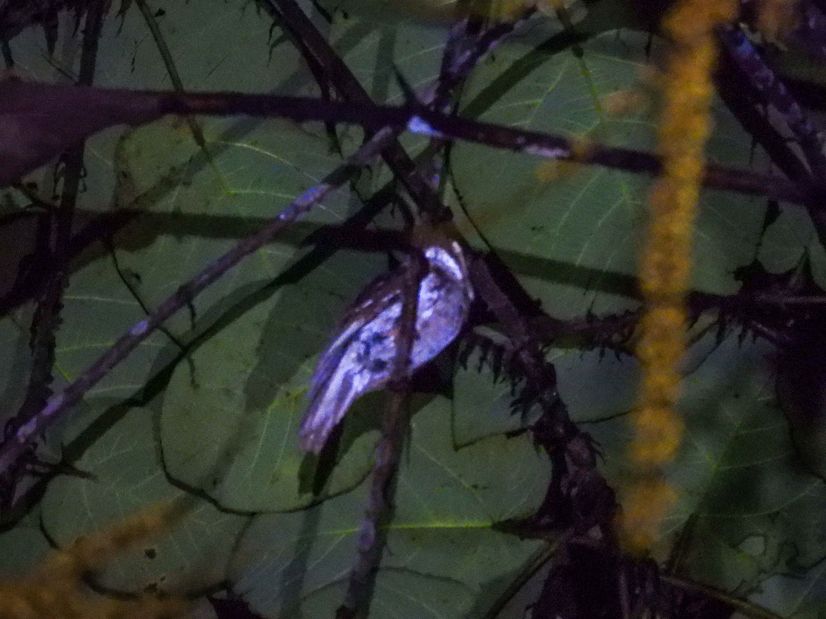 Hook-billed Kingfisher - ML624147347