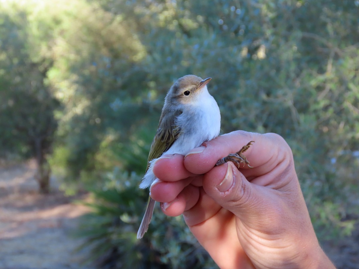 Mosquitero Papialbo - ML624147356