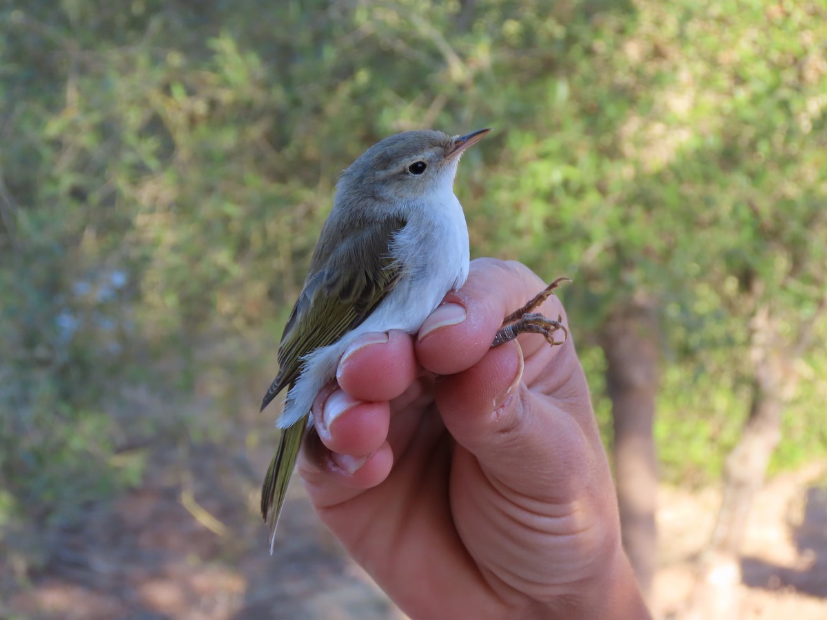 Mosquitero Papialbo - ML624147357