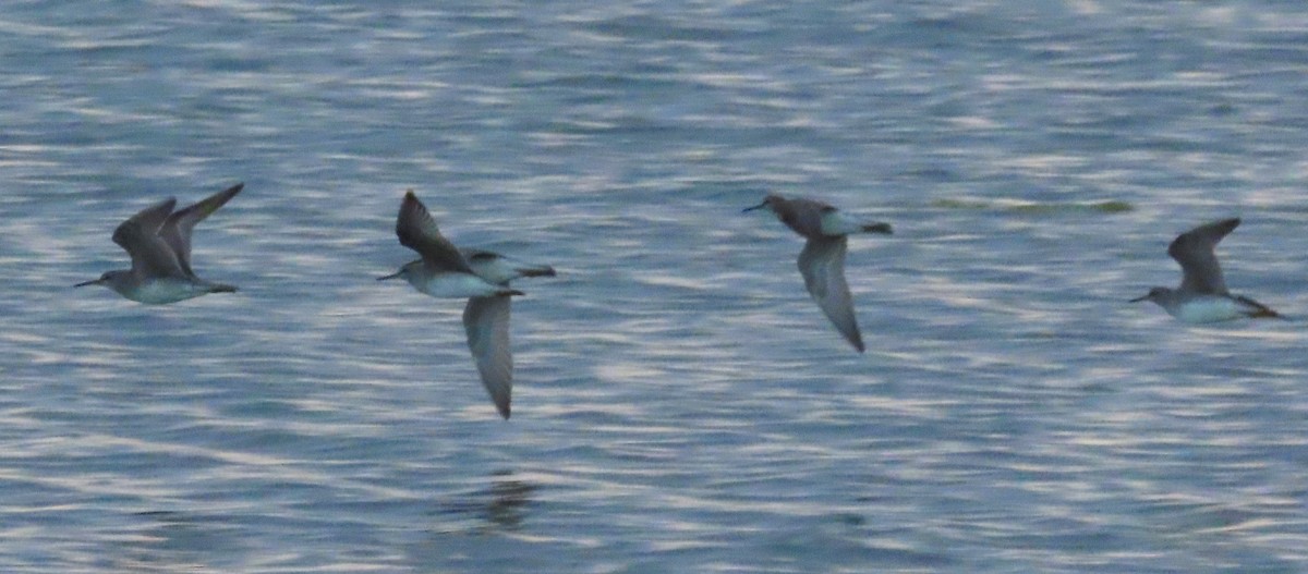 Gray-tailed Tattler - ML624147358