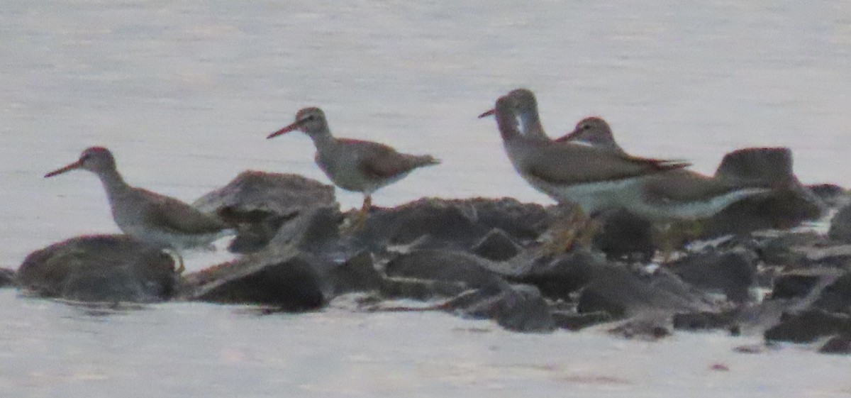 Gray-tailed Tattler - ML624147359