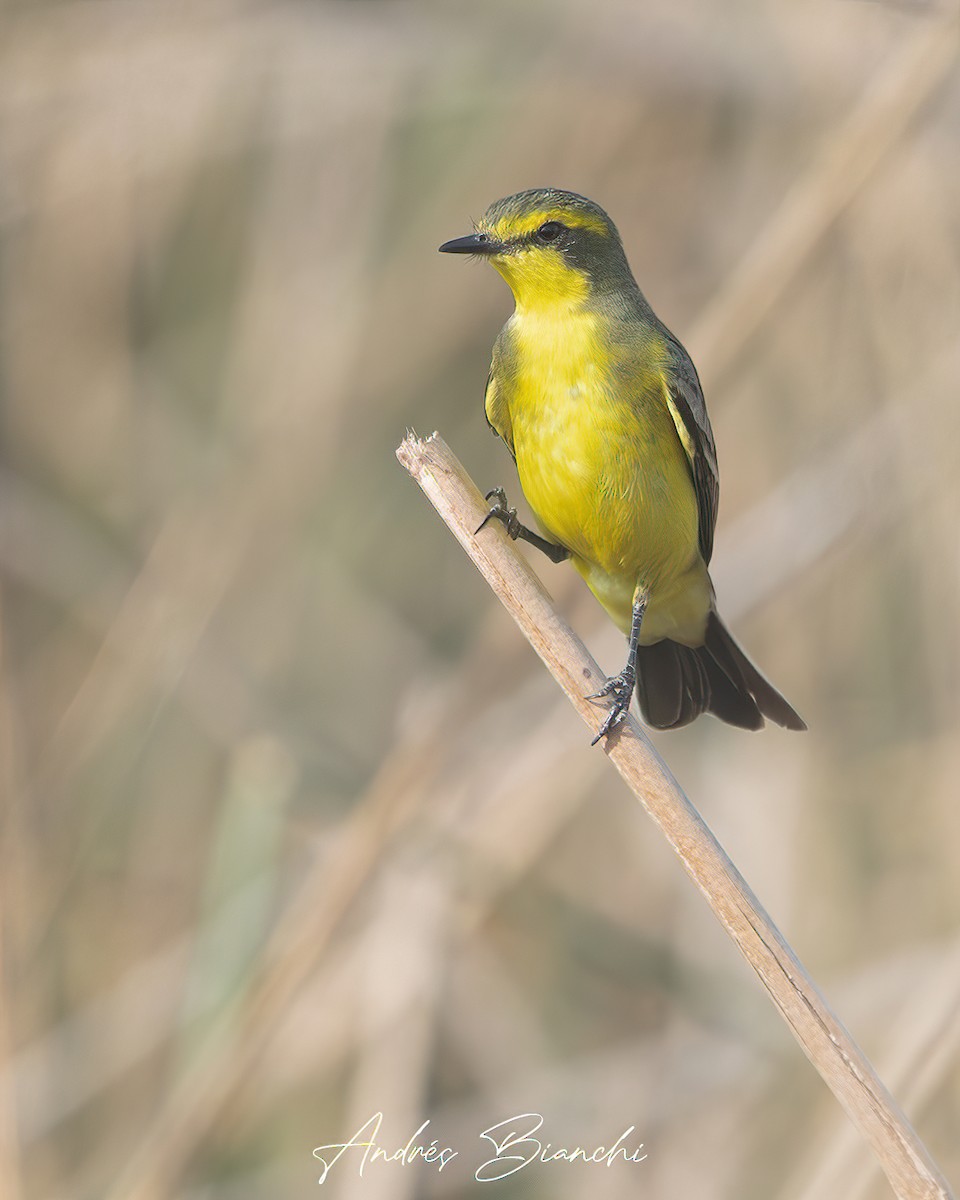 Yellow-browed Tyrant - Andres Bianchi