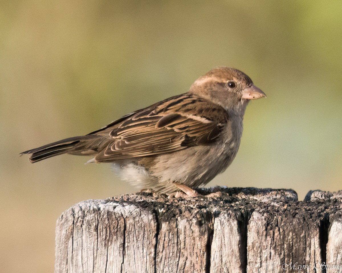 Moineau domestique - ML624147386