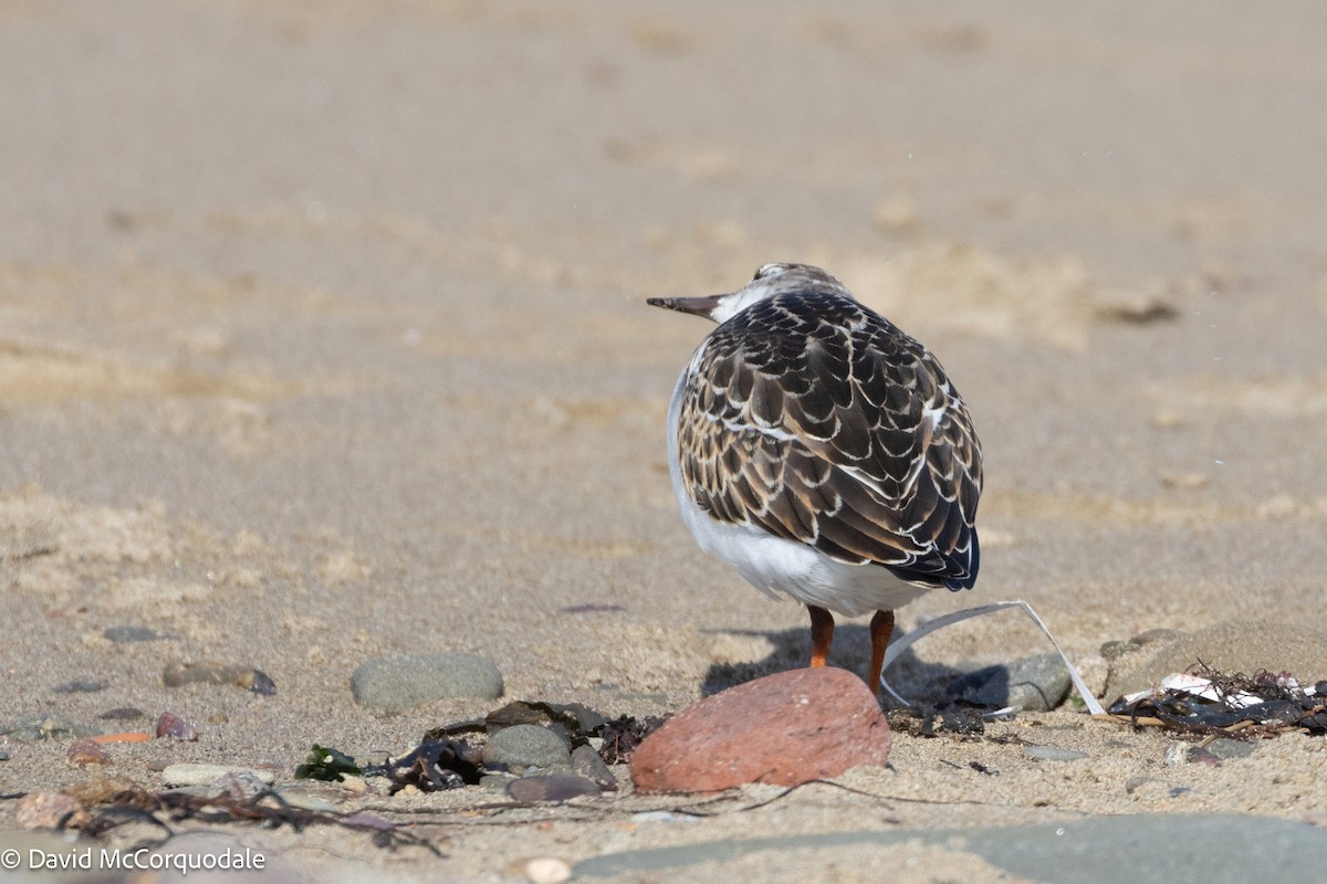 Ruddy Turnstone - ML624147390