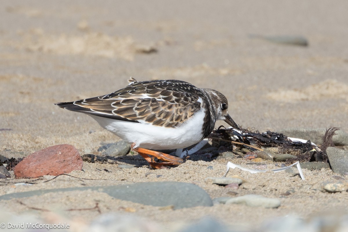 Ruddy Turnstone - ML624147391