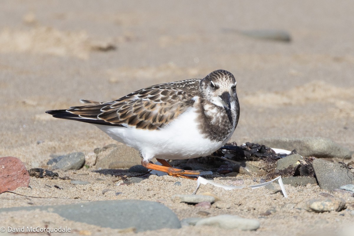 Ruddy Turnstone - ML624147392