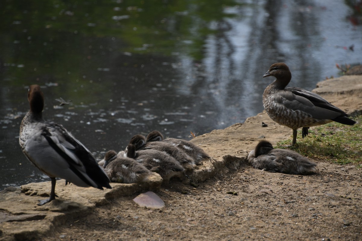 Maned Duck - ML624147397