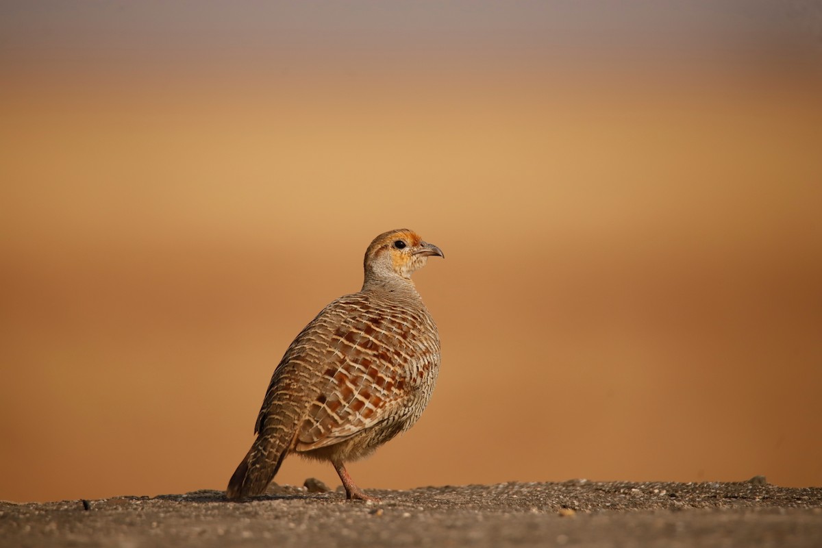 Gray Francolin - ML624147405