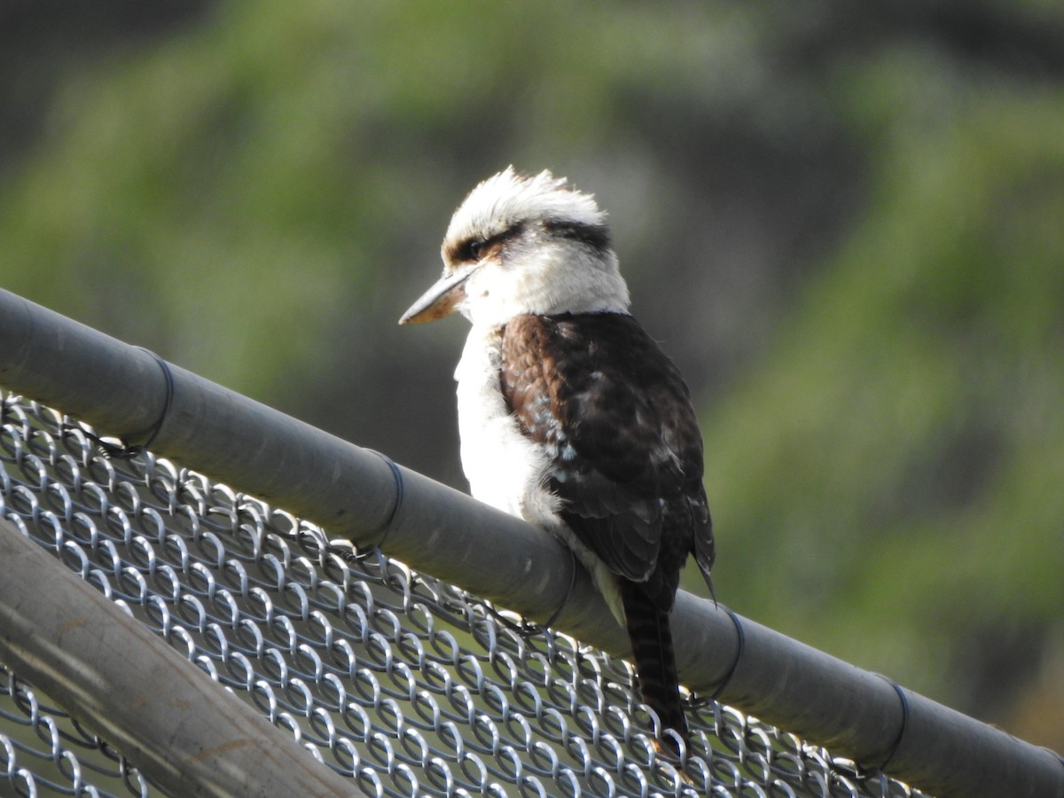 Laughing Kookaburra - ML624147408