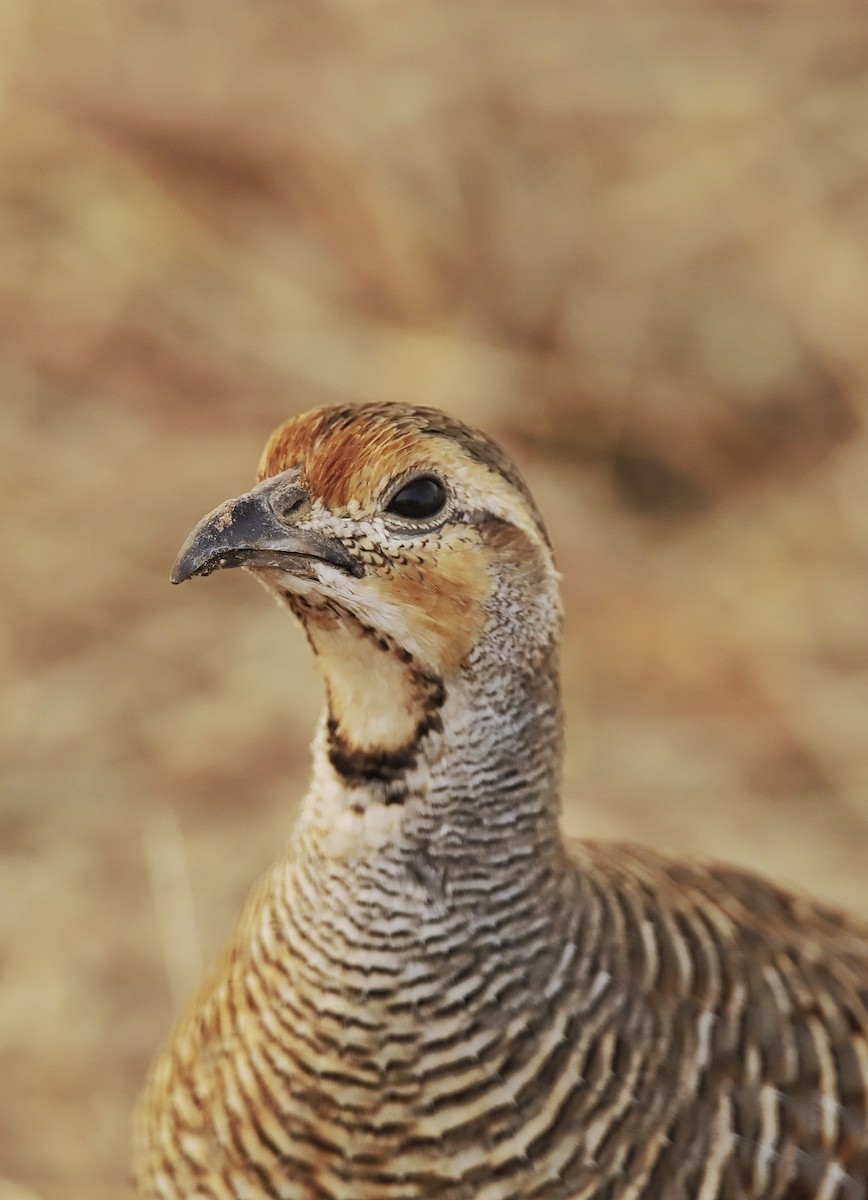 Gray Francolin - ML624147409