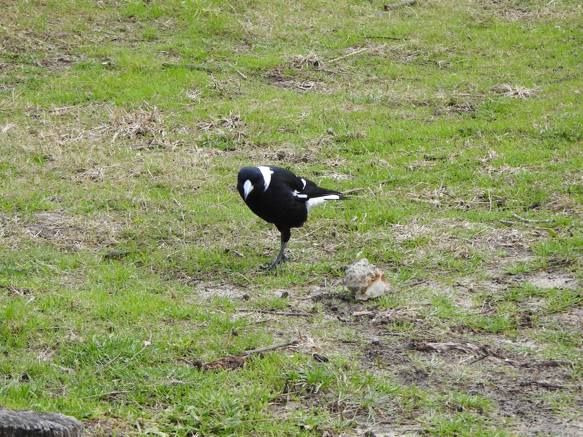 Australian Magpie - DS Ridley