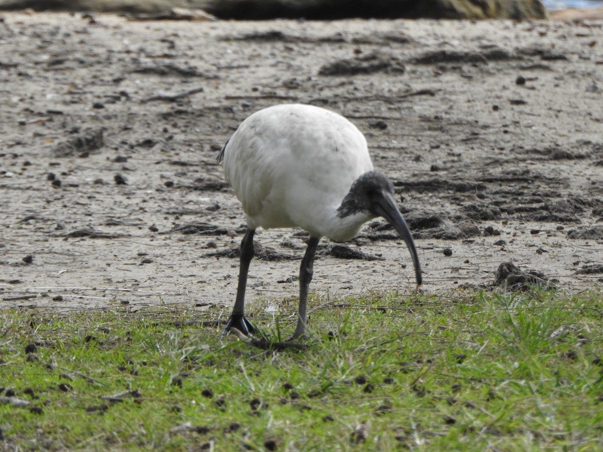 Australian Ibis - ML624147414