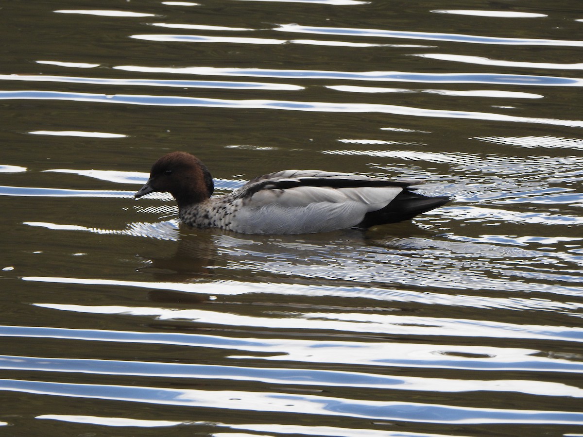 Maned Duck - ML624147416