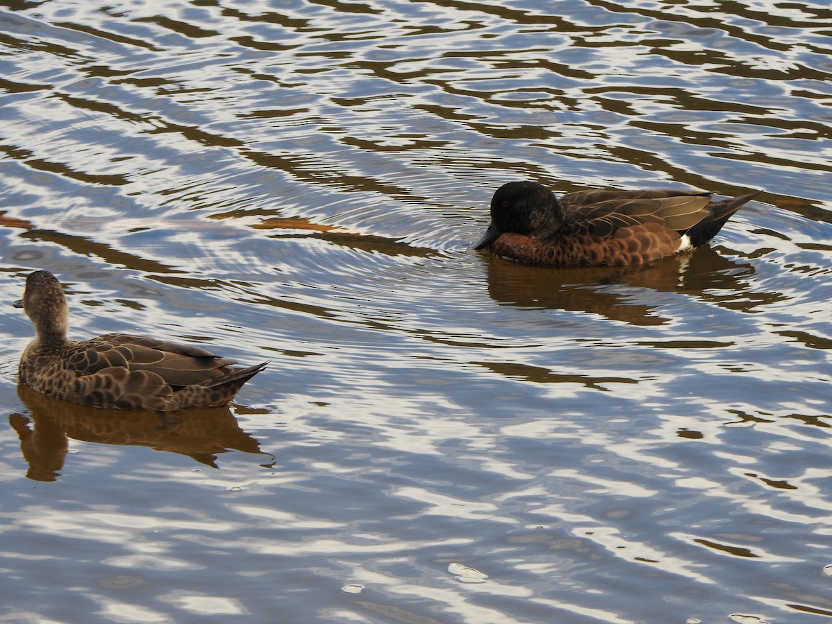 Chestnut Teal - ML624147421