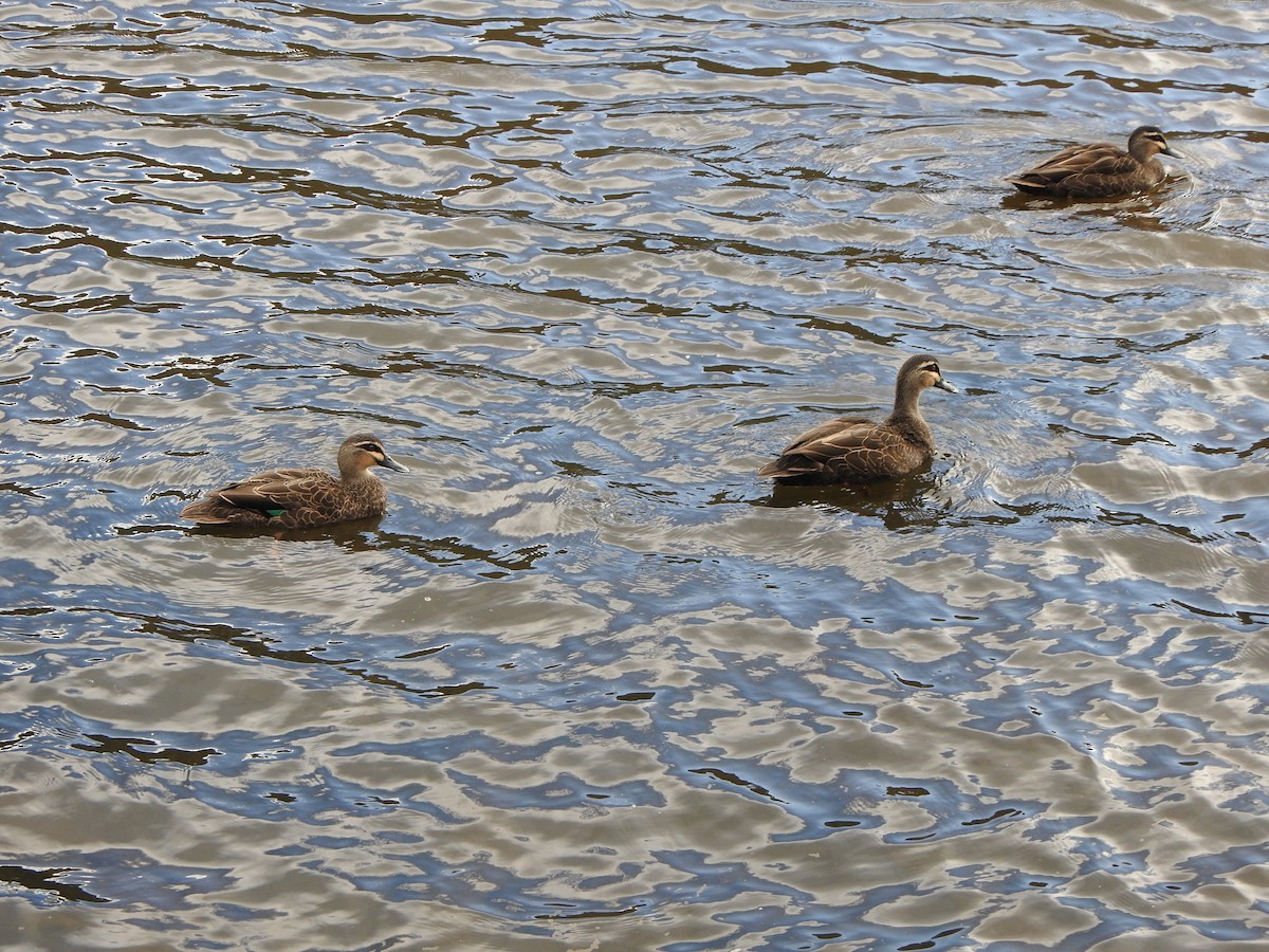 Pacific Black Duck - ML624147454