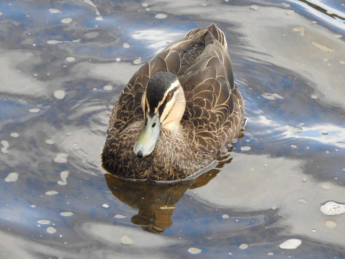 Pacific Black Duck - ML624147458