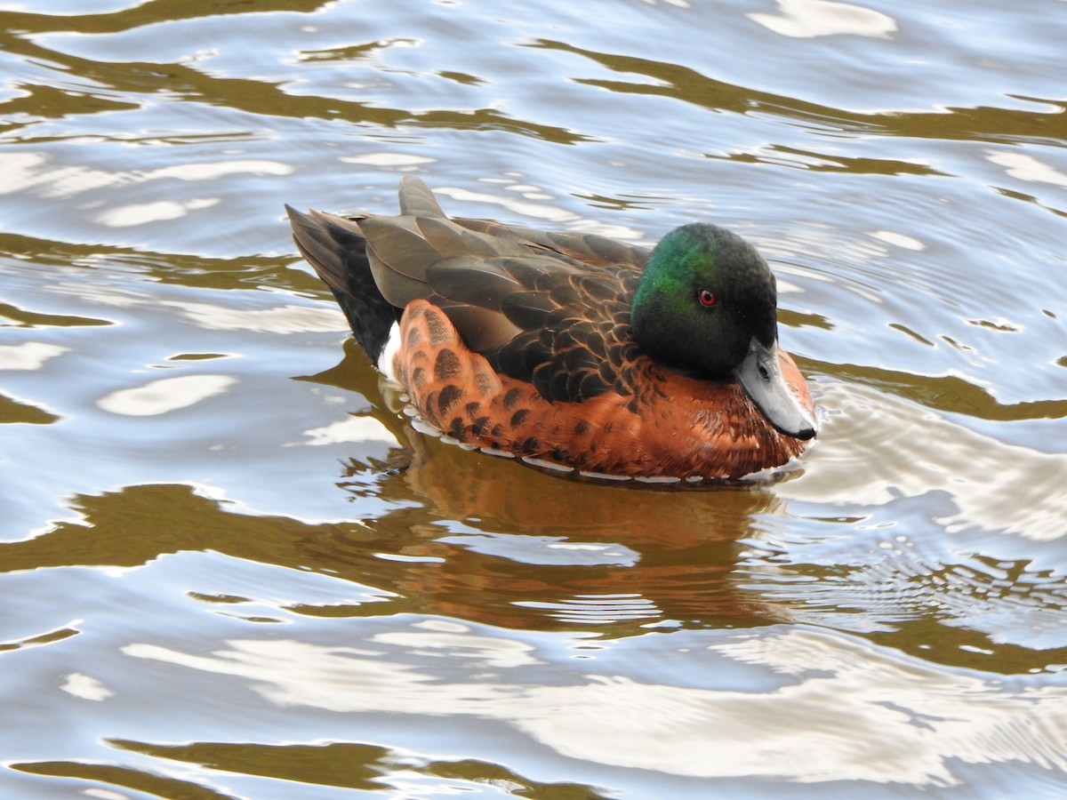 Chestnut Teal - ML624147465