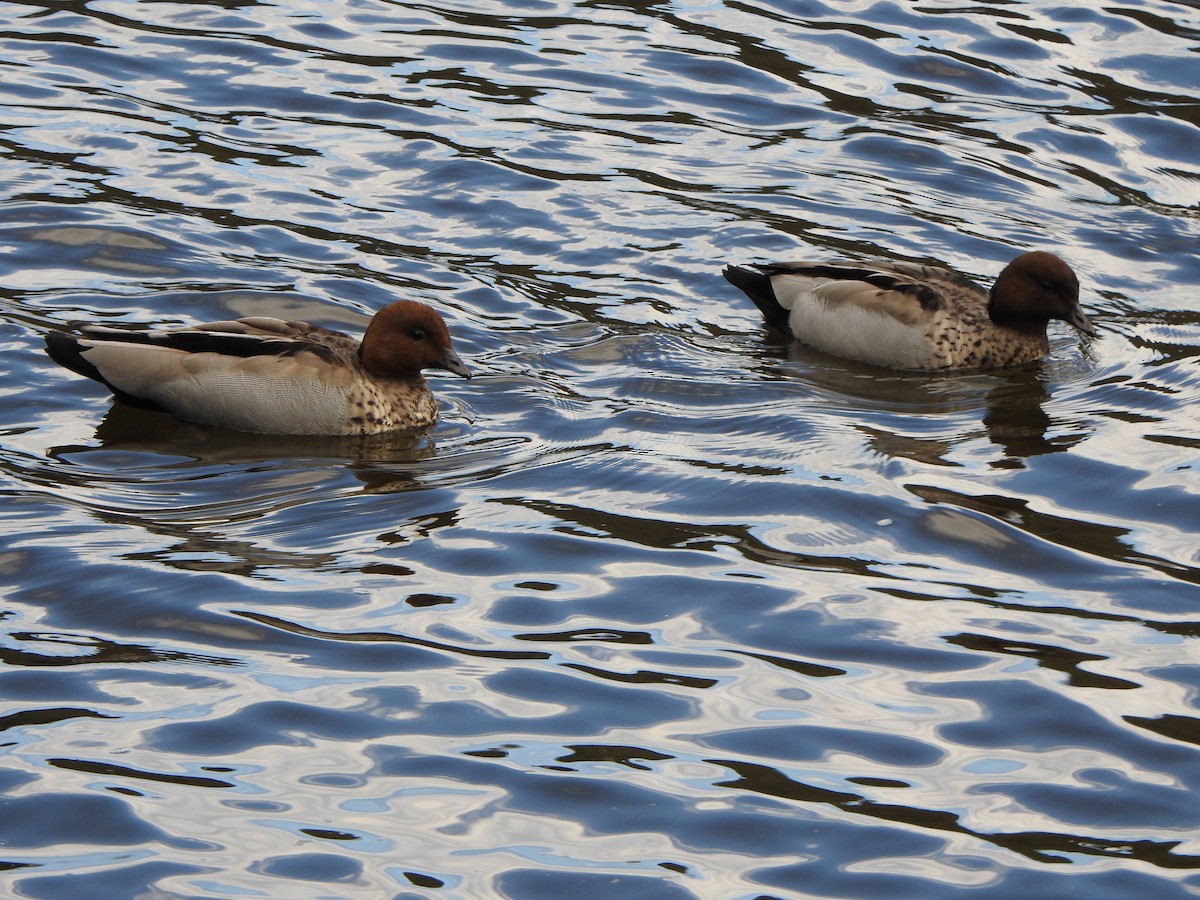 Maned Duck - ML624147486