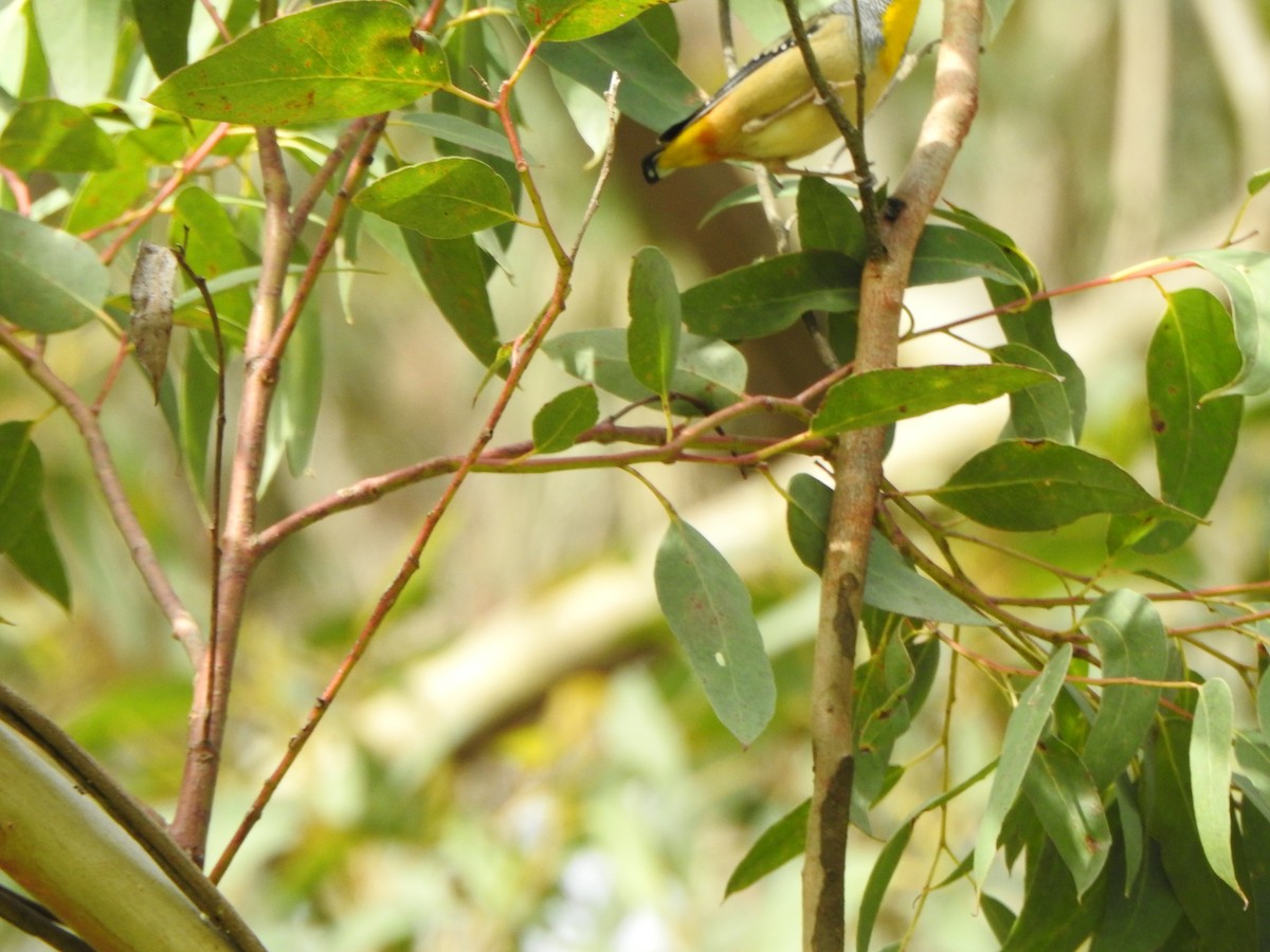 Spotted Pardalote - ML624147489