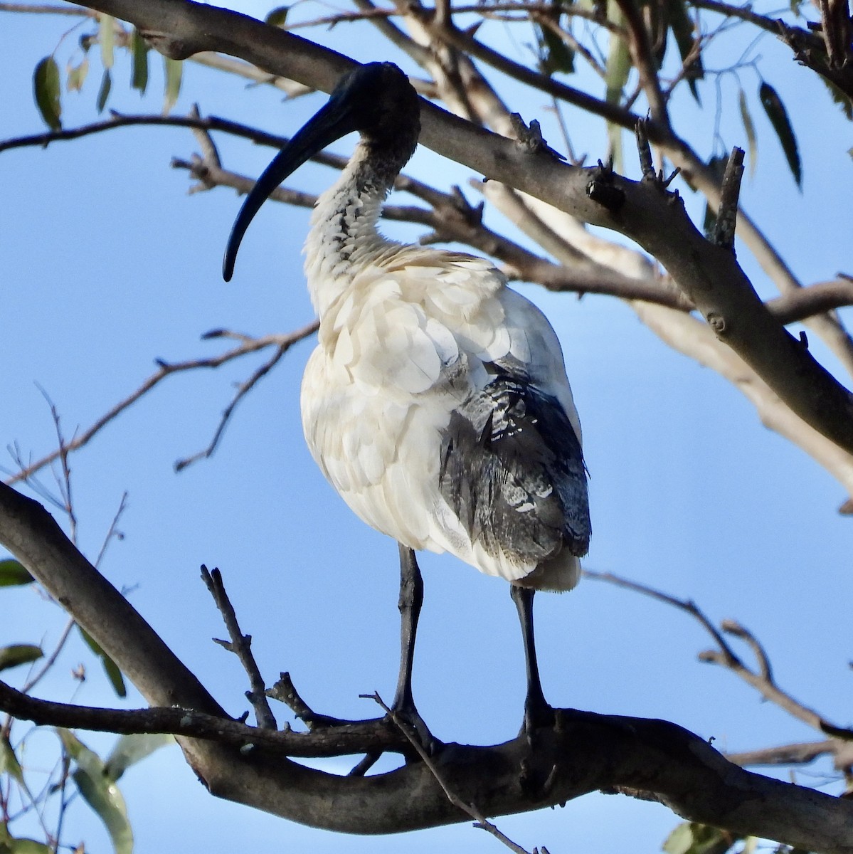 Australian Ibis - ML624147553