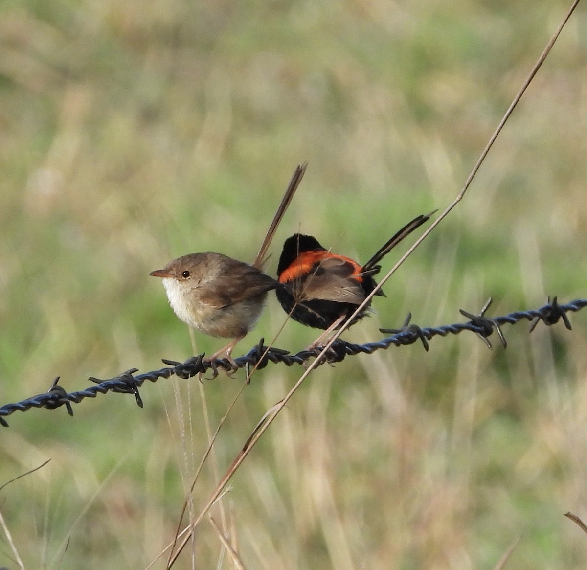 Red-backed Fairywren - ML624147555