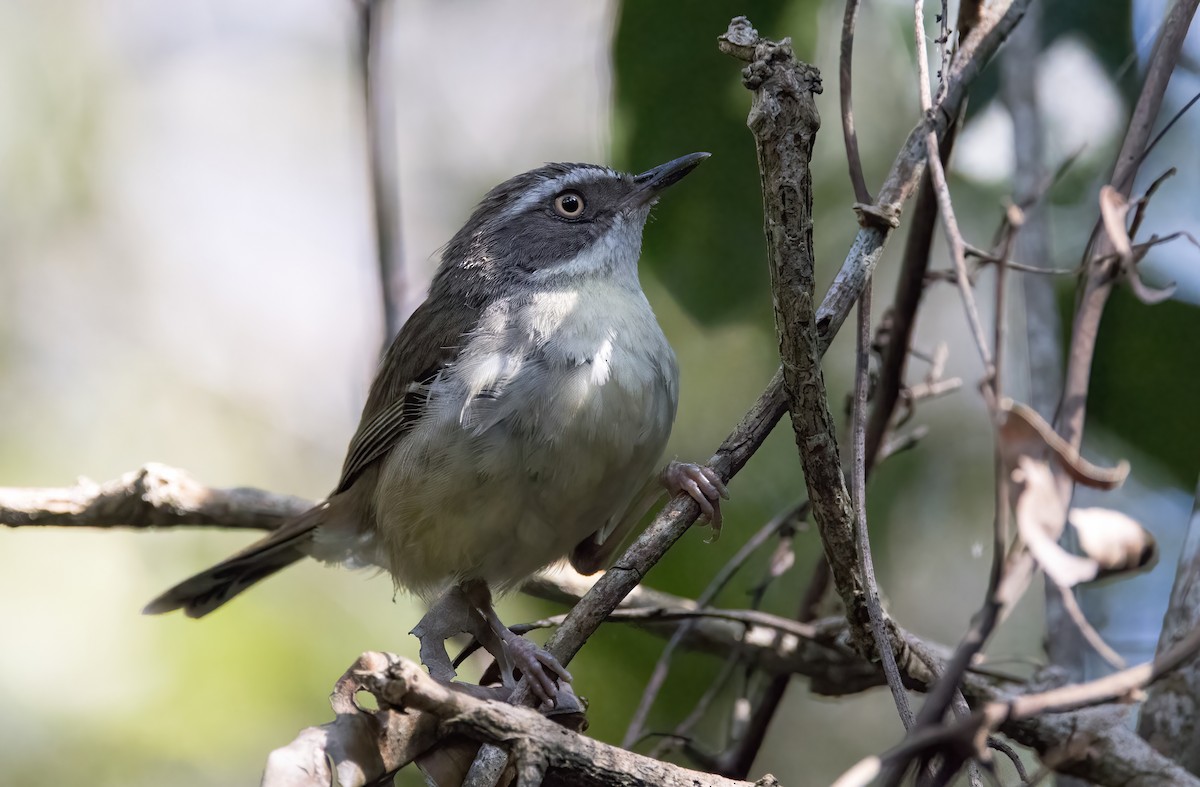 White-browed Scrubwren - Chris Barnes