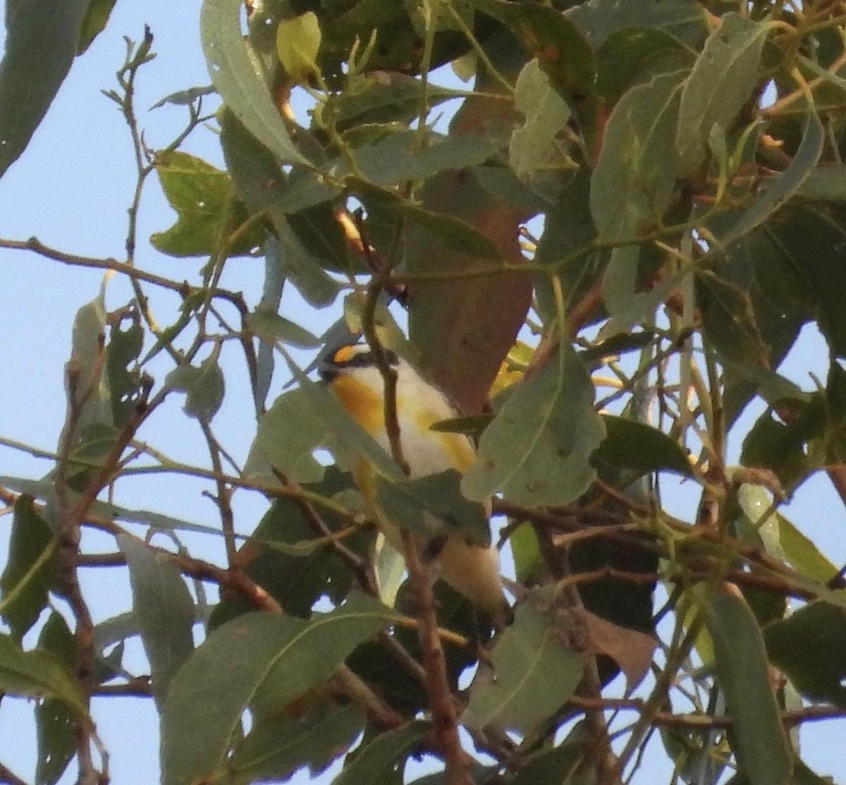 Striated Pardalote - ML624147565