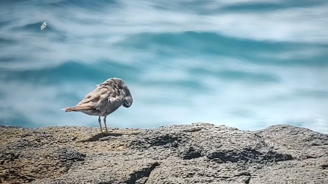 alaskavandresnipe - ML624147568