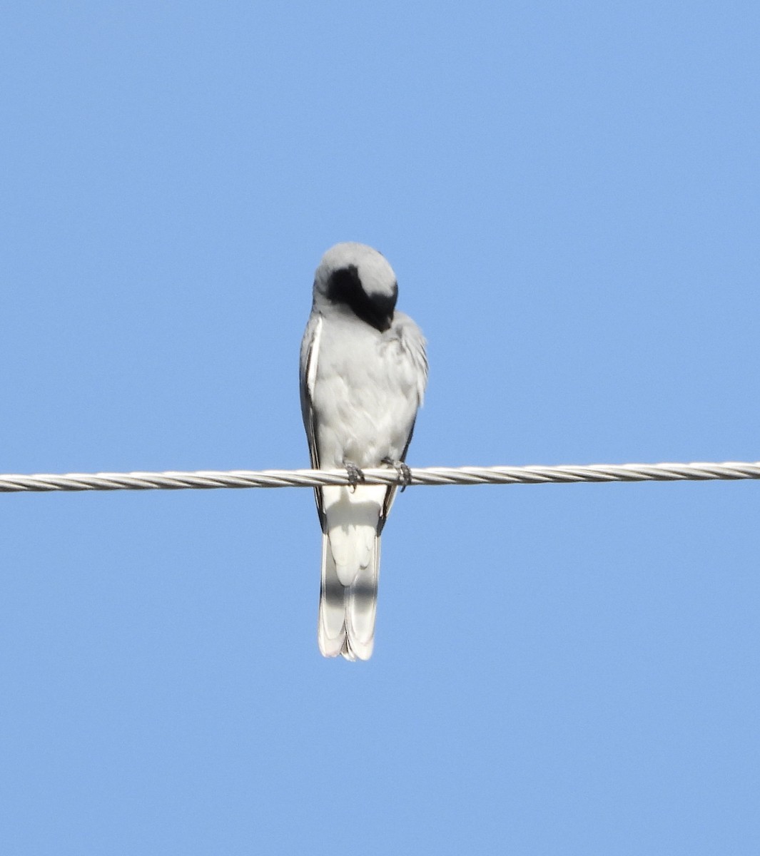 Black-faced Cuckooshrike - ML624147574