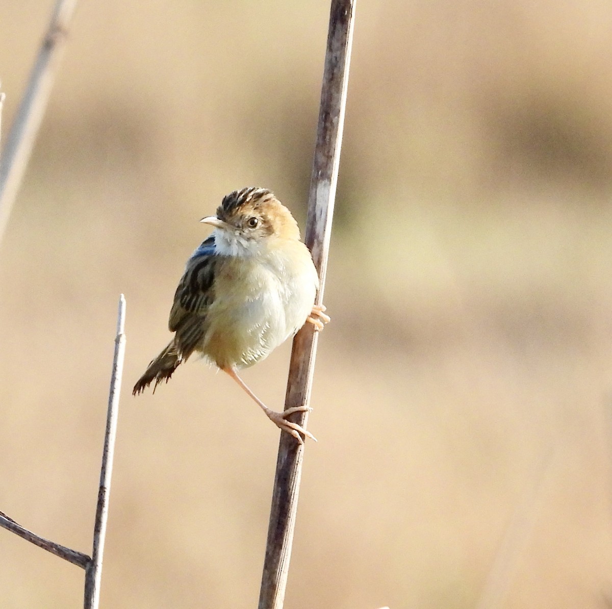 Golden-headed Cisticola - ML624147582