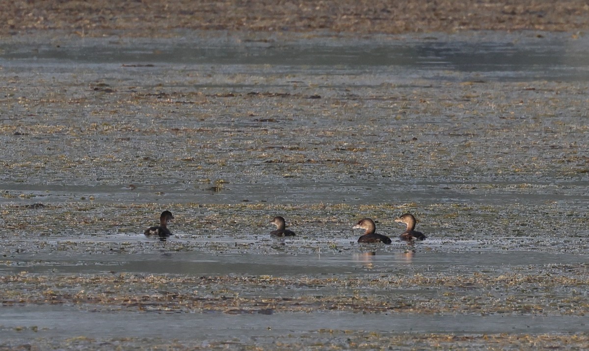 Pied-billed Grebe - ML624147598