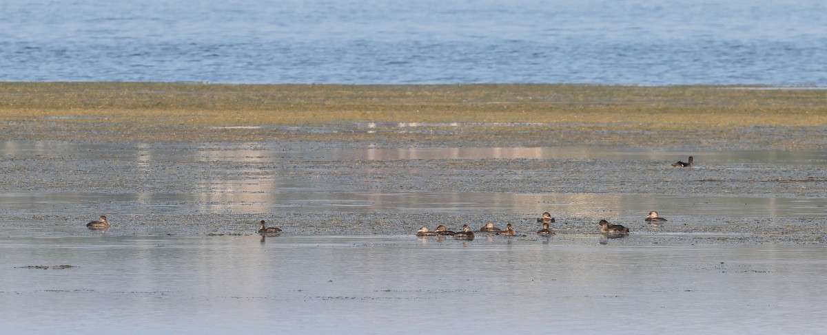 Pied-billed Grebe - ML624147599