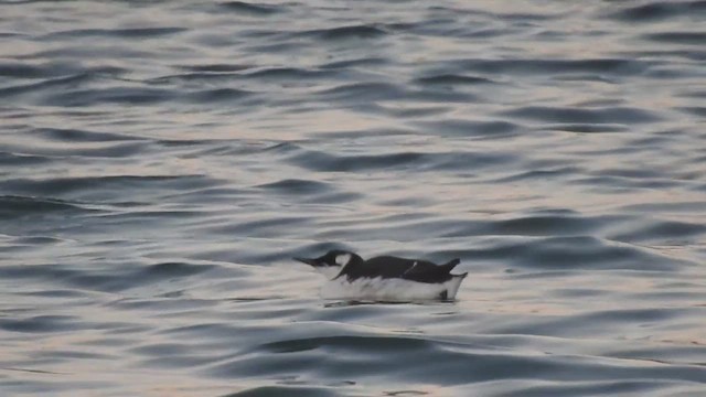 Common Murre - ML624147604