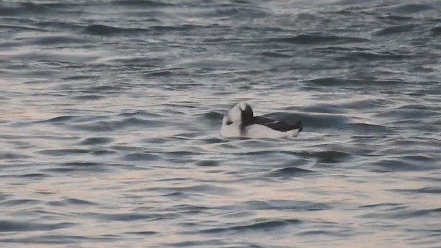 Common Murre - ML624147605