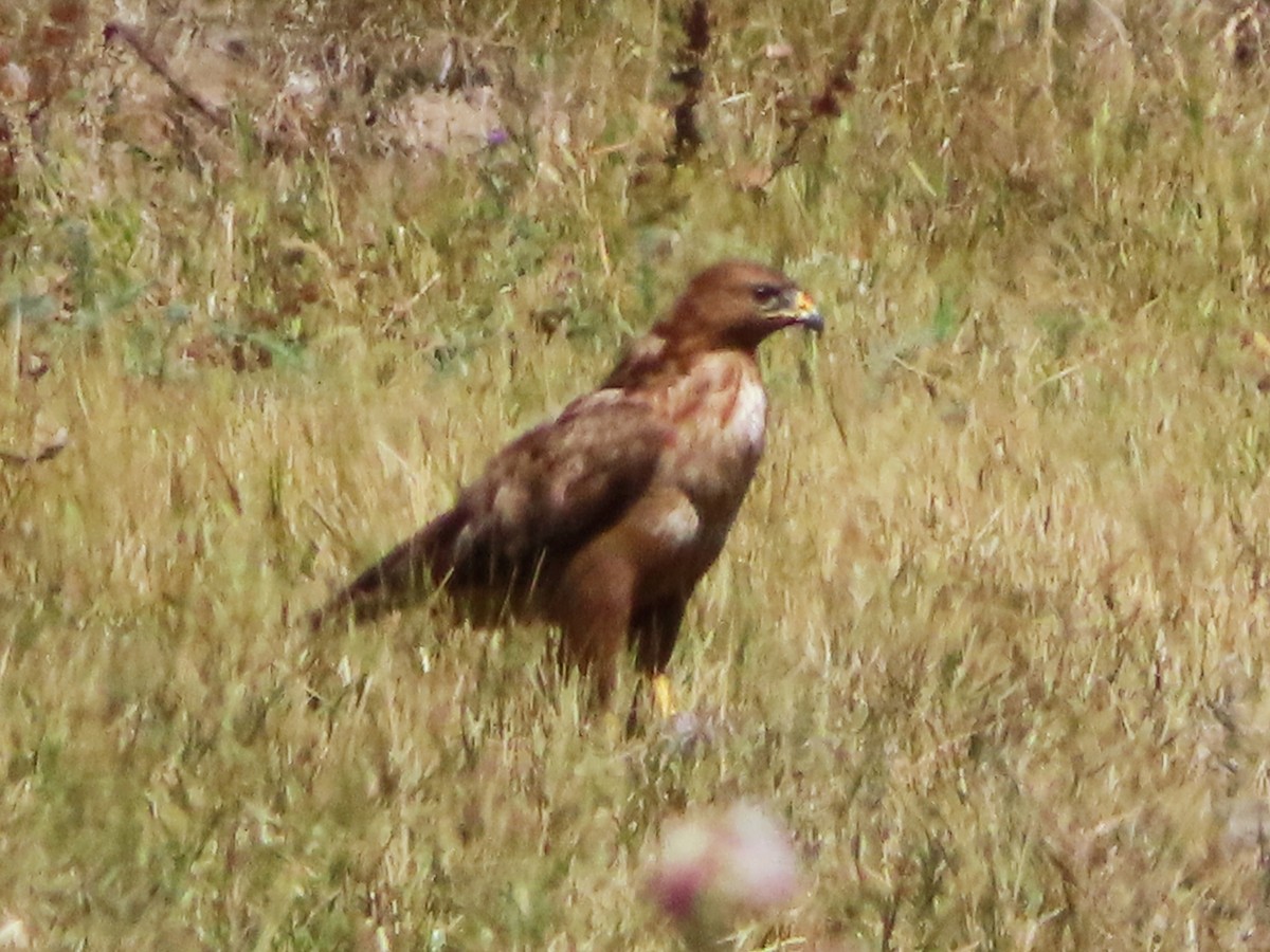 Poiana codabianca - ML624147607